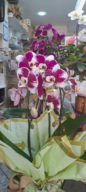 Orquidea Pharenopolis