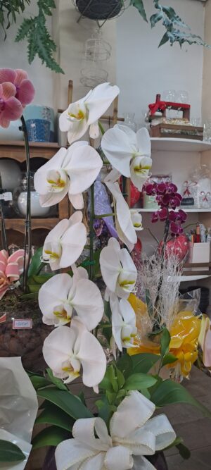 Orquidea pharenopolis no aquario